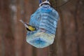Tit and big plastic bottle used as feeder for birds in winter Royalty Free Stock Photo