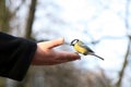 Tit bird. Royalty Free Stock Photo