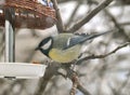 Tit bird and a bird feeder