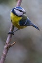 Tit bird. Herrerillo in spanish. Royalty Free Stock Photo