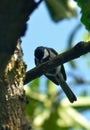 Tit bird in perch Royalty Free Stock Photo