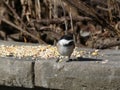 Tit Bird Royalty Free Stock Photo