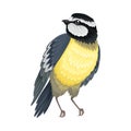 Tit with Black Head as Warm-blooded Vertebrates or Aves Vector Illustration