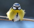 The tit is blue Parus caeruleus on the branch