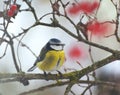 The tit is blue Parus caeruleus on the branch