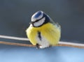 The tit is blue Parus caeruleus on the branch