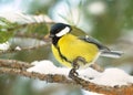 Tit on a branch in winter Royalty Free Stock Photo