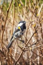 Tit Between Branches Royalty Free Stock Photo