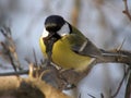 Tit on the branches of a tree Royalty Free Stock Photo