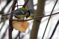 Tit eats lard on a branch in winter. Feeder for titmouse in cold weather Royalty Free Stock Photo