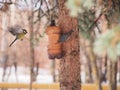 The tit feeds in the trough. Winter. The feeder is made of a plastic bottle.