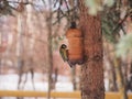 The tit feeds in the trough. Winter. The feeder is made of a plastic bottle.