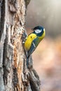 A tit is looking for food on a tree trunk Royalty Free Stock Photo