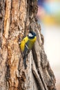 A tit is looking for food on a tree trunk Royalty Free Stock Photo
