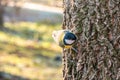 A tit is looking for food on a tree trunk Royalty Free Stock Photo