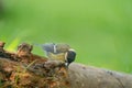 A tit is looking for food on a tree trunk. Great tit, Parus major, on tree trunk in search of food in autumn or winter Royalty Free Stock Photo