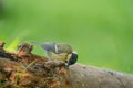 A tit is looking for food on a tree trunk. Great tit, Parus major, on tree trunk in search of food in autumn or winter