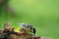 A tit is looking for food on a tree trunk. Great tit, Parus major, on tree trunk in search of food in autumn or winter Royalty Free Stock Photo