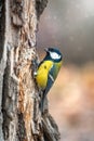 A tit is looking for food on a tree trunk Royalty Free Stock Photo