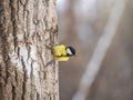 A tit is looking for food on a tree trunk Royalty Free Stock Photo