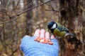 Tit on my hand Royalty Free Stock Photo