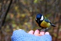 Tit on my hand Royalty Free Stock Photo