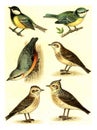 Tit, Nuthatch, Woodlark, Blue Tit, Skylark, Crested Lark, vintage engraving Royalty Free Stock Photo