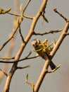 Tit pecking spring puppy pearwood works.