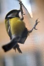 A tit pecks a mosquito net and makes a hole in it. The bird is sitting on the grid