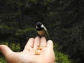 A Tit perched on a hand Royalty Free Stock Photo