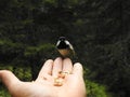 A Tit perched on a hand Royalty Free Stock Photo