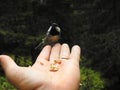 A Tit perched on a hand Royalty Free Stock Photo