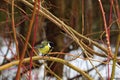 Tit resting on a tree branch Royalty Free Stock Photo