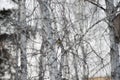 Tit sits on a birch branch Royalty Free Stock Photo