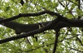 Tit sits on a branch trees in the spring forest