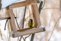 Forest birds live near the feeders in winter Royalty Free Stock Photo