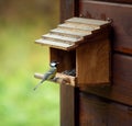 Tit sits on a feeding trough