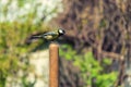 The tit sits on the handle of a shovel