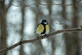 A tit in the winter forest sits on a branch. Tit in its natural habitat Royalty Free Stock Photo