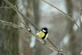 A tit in the winter forest sits on a branch. Tit in its natural habitat Royalty Free Stock Photo