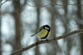 A tit in the winter forest sits on a branch. Tit in its natural habitat Royalty Free Stock Photo