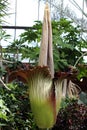 Titan Arum