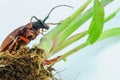 This is a titan beetle or beetle titanium or Longhorned Beetles with roots of grass, taken photo from Thailand