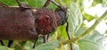 Titan beetle Titanus giganteus is a neotropical longhorn beetle Royalty Free Stock Photo