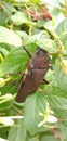 Titan beetle Titanus giganteus is a neotropical longhorn beetle