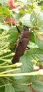 titan beetle Titanus giganteus is a neotropical longhorn beetle Royalty Free Stock Photo