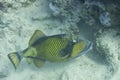 Titan Trigger Fish Royalty Free Stock Photo