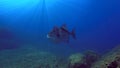 Titan Trigger Fish in the deep blue ocean