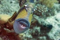 Titan triggerfish Royalty Free Stock Photo