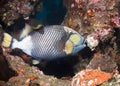 Titan Triggerfish